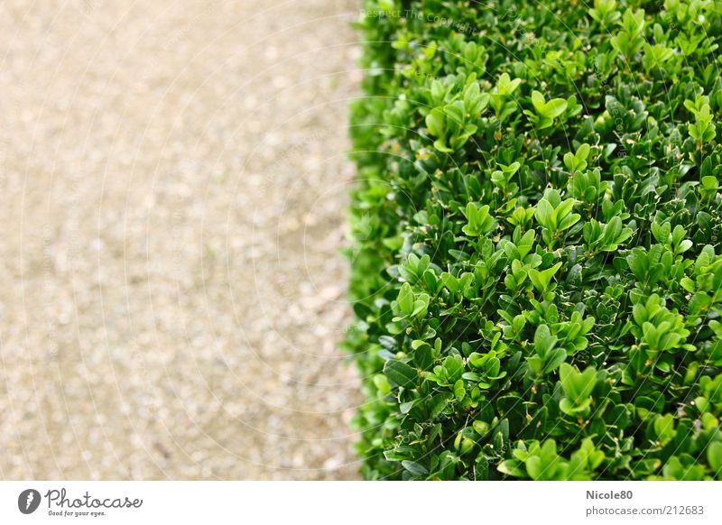 Vegetationsgrenze Umwelt Natur Pflanze Sand Sommer Sträucher Park Ordnung Hecke Buchsbaum grün Gartenbau gartenarchitektur Farbfoto Außenaufnahme Detailaufnahme