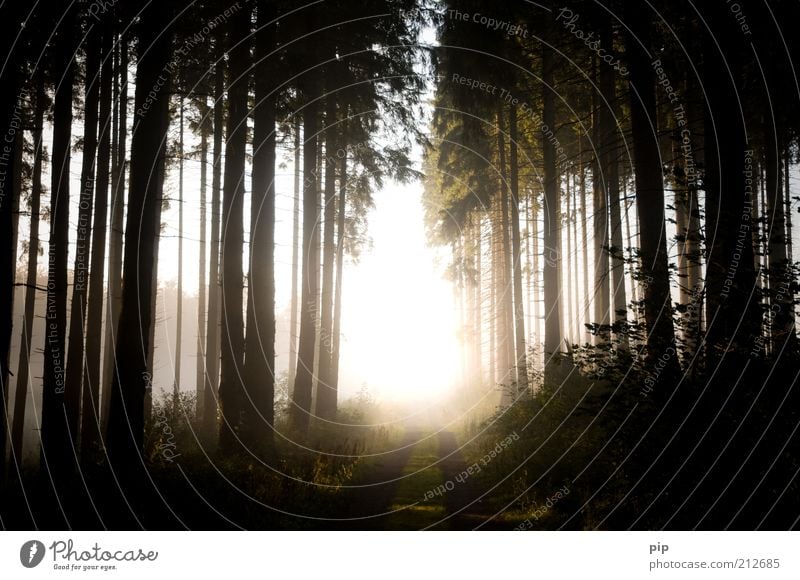 lichtblick Natur Landschaft Pflanze Sonne Sonnenaufgang Sonnenuntergang Sommer Herbst Klima Wetter Schönes Wetter Nebel Baum Wald Nadelwald Wege & Pfade Fußweg