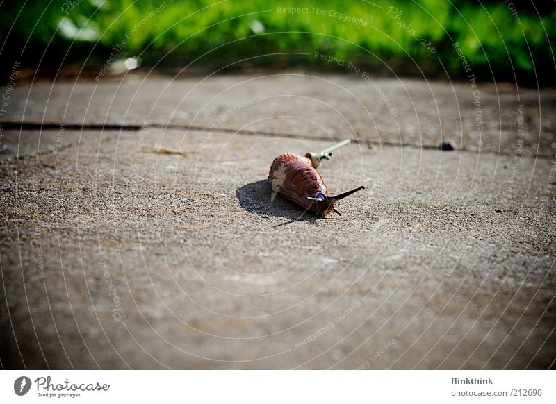 Die Schnecke Umwelt Natur Erde Gras Tier Wildtier 1 gehen krabbeln einfach Ekel schleimig braun grün Weichtier Farbfoto Außenaufnahme Nahaufnahme Menschenleer