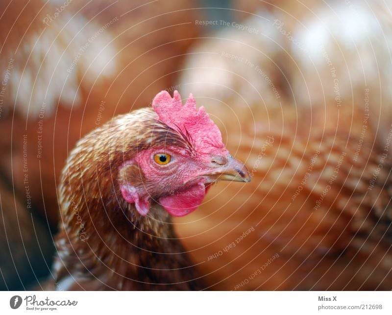 Chick Chick Chickeria Lebensmittel Bioprodukte Tier Nutztier Vogel Tiergesicht 1 Tiergruppe Brunft Haushuhn Kopf Freilandhaltung Tierhaltung Viehhaltung