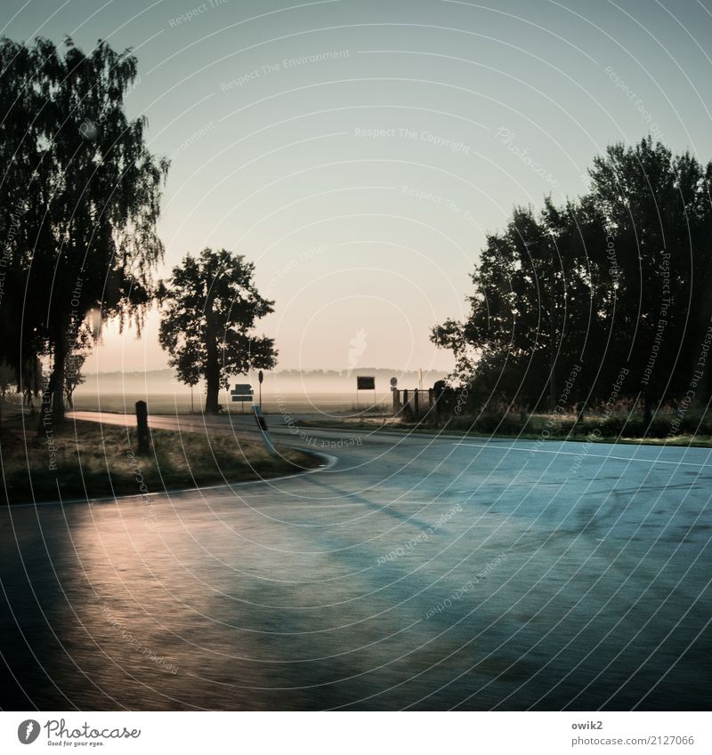 Irrfahrt Umwelt Natur Landschaft Pflanze Wolkenloser Himmel Horizont Schönes Wetter Nebel Baum Gras Sträucher Feld Verkehrswege Straße Straßenkreuzung Asphalt