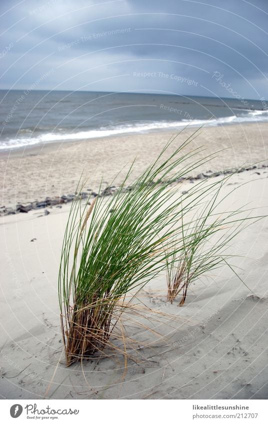 Seegras Natur Wolken Pflanze Gras Grünpflanze Wellen Strand Nordsee blau grau grün weiß Farbfoto Außenaufnahme Menschenleer Tag Wolkenhimmel Ferne Horizont Meer