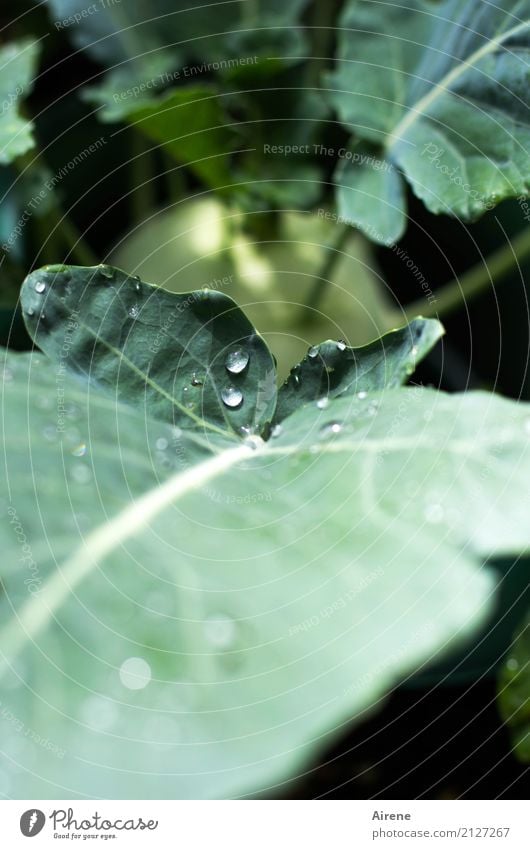 morgens im Garten Lebensmittel Gemüse Kohlrabi Bioprodukte Vegetarische Ernährung Urelemente Wassertropfen Schönes Wetter Pflanze Blatt Grünpflanze Nutzpflanze