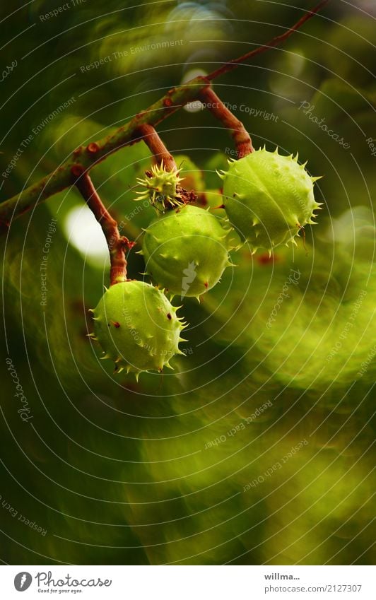 stachelige Kastanien an einem Ast Kastanienbaum grün 3 unreif herbstlich Frucht Natur Herbst