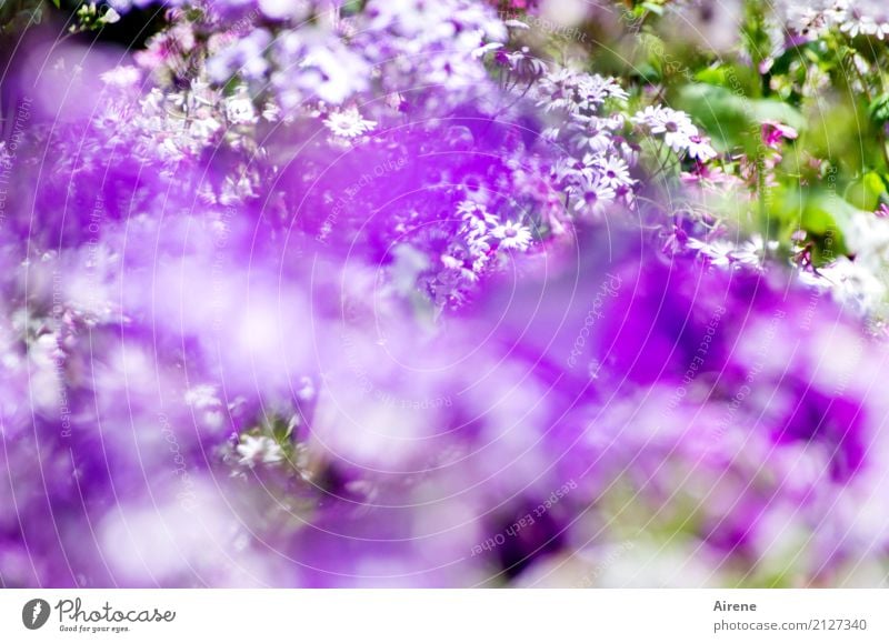 die schönsten Blüten sind lila Garten Blumenbeet Pflanze Sommer Park Blühend Duft frisch violett weiß Begeisterung Romantik Farbe Natur überschüssig