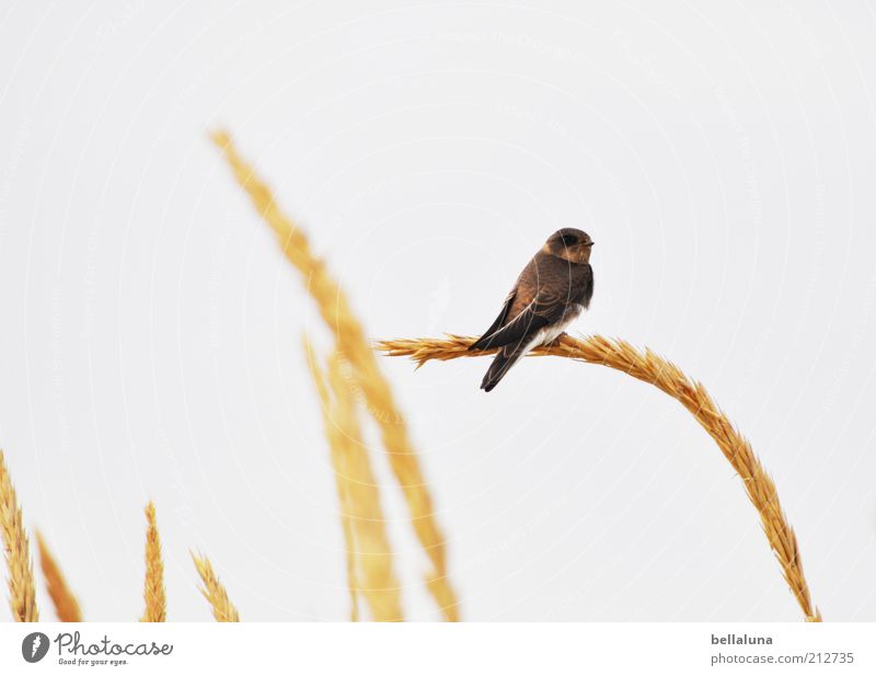 Dinner for one Ferien & Urlaub & Reisen Freiheit Natur Pflanze Tier Himmel Frühling Wetter Schönes Wetter Wildpflanze Küste Ostsee Wildtier Vogel Flügel 1