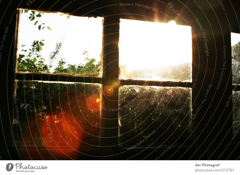 Through the looking glas Pflanze Sträucher Garten Fenster Wärme Sonne Sonnenuntergang Farbfoto Innenaufnahme Menschenleer Dämmerung Reflexion & Spiegelung