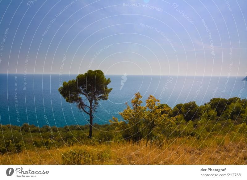 Solitary Natur Landschaft Pflanze Wolkenloser Himmel Schönes Wetter Baum Meer Einsamkeit Unbewohnt Farbfoto Außenaufnahme Menschenleer Textfreiraum oben Tag