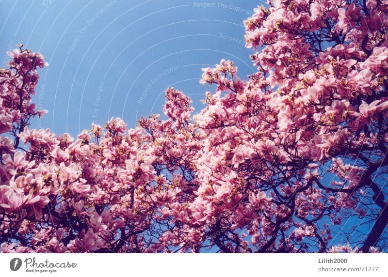 Kirschbaum Blüte Frühling Kirsche Garten Himmel Kirschblüten