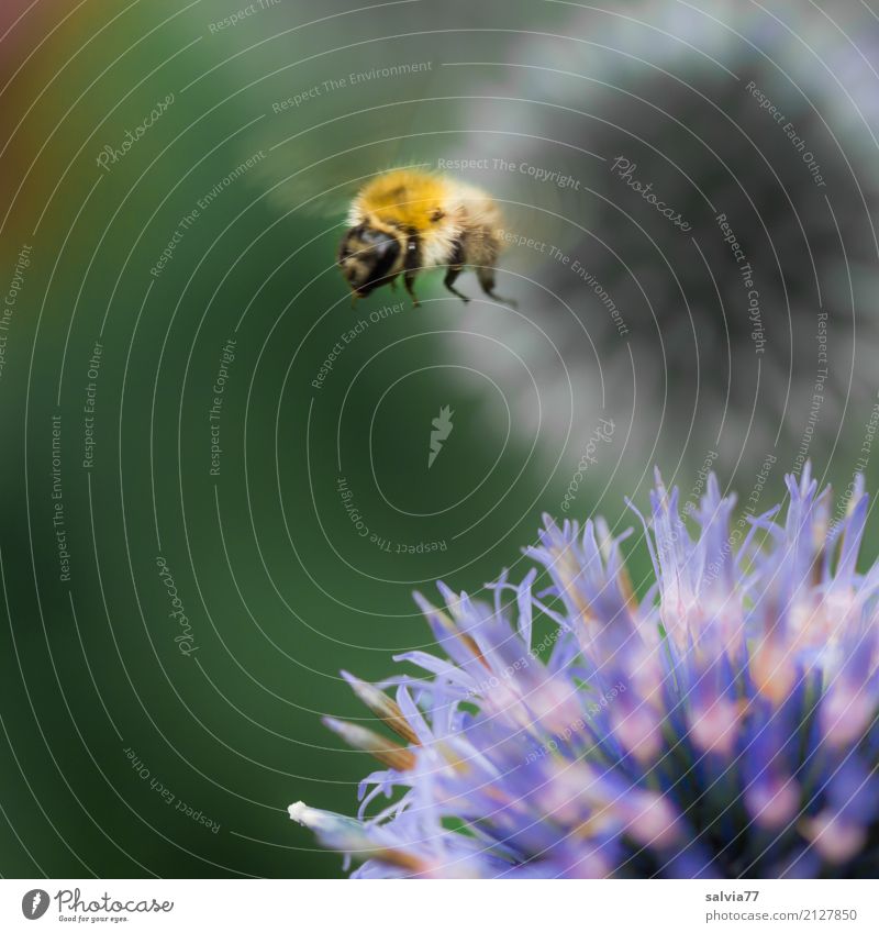 Distel Hopping Natur Pflanze Tier Sommer Blume Blüte Wildpflanze Distelblüte Garten Tiergesicht Flügel Hummel Insekt 1 Blühend fliegen blau grün orange Bewegung