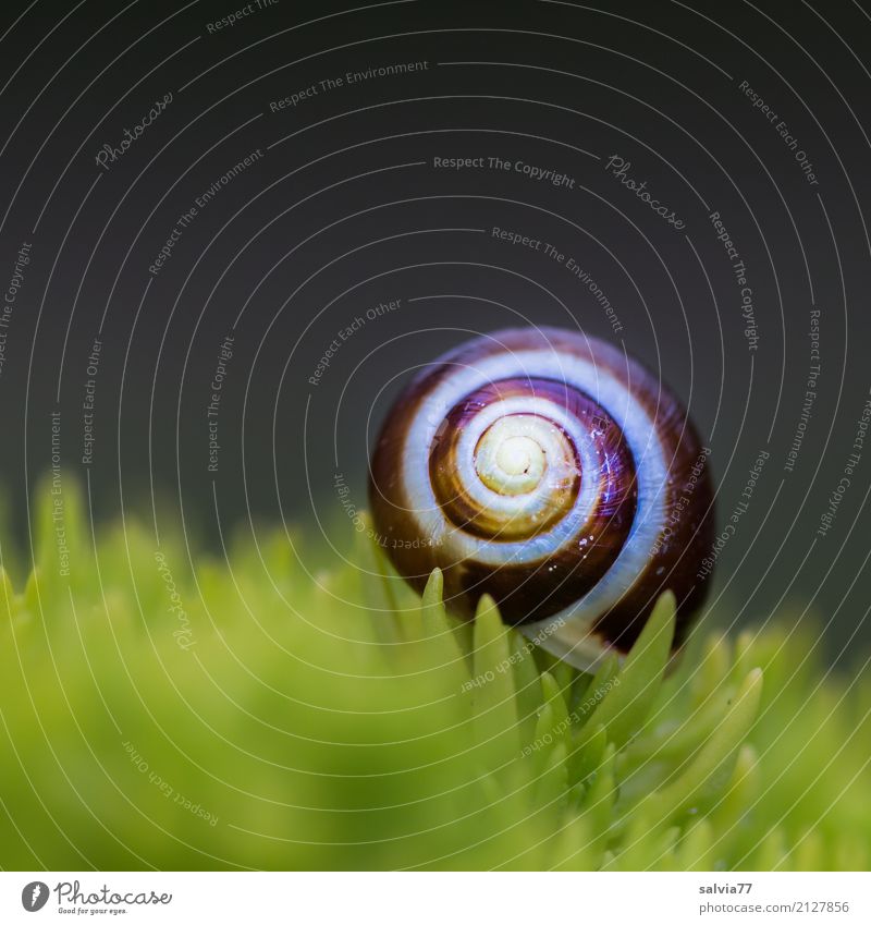 schmuckes Häuschen Umwelt Natur Pflanze Moos Blatt Grünpflanze Fetthenne Tier Schnecke Schneckenhaus positiv rund braun grau grün Design Einsamkeit einzigartig