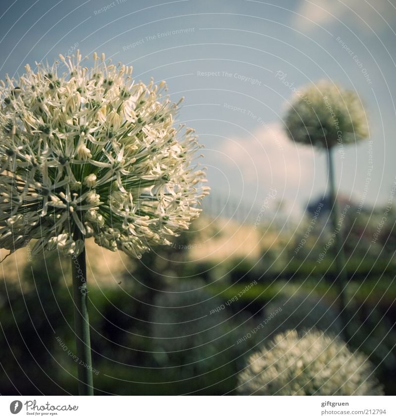 400 * snowballs in summer Pflanze Himmel Frühling Sommer Blume Blüte Park Mauer Wand Blühend Wachstum Kugel Strukturen & Formen kugelrund Blütenpflanze