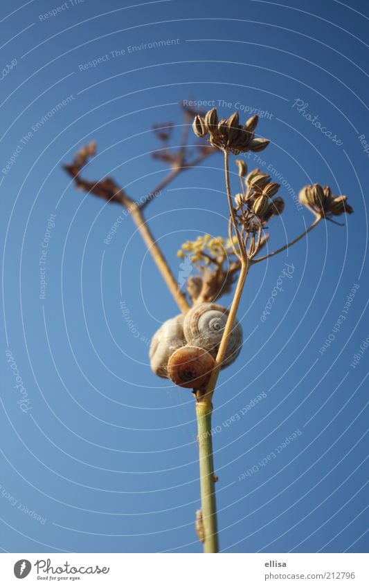 Stau auf dem Weg nach oben Natur Pflanze Himmel Sträucher Schnecke 3 Tier Einigkeit Blauer Himmel Verkehrsstau nah Aussicht Außenaufnahme Menschenleer