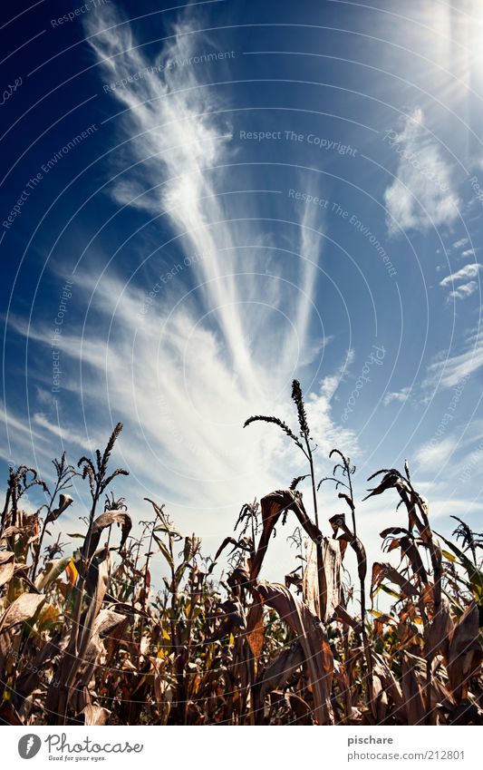 Kukuruz Natur Himmel Wolken Nutzpflanze Feld schön blau Ferne Mais Farbfoto Außenaufnahme Textfreiraum oben Tag Kontrast Sonnenlicht Sonnenstrahlen Gegenlicht