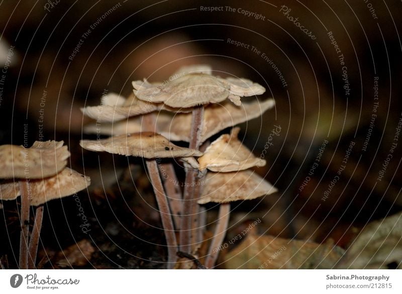 Familie Pilz Gemüse Ernährung Umwelt Natur Schönes Wetter Pflanze Wildpflanze Wachstum elegant fest wild braun Freiheit Freizeit & Hobby Sammlung Suche Farbfoto