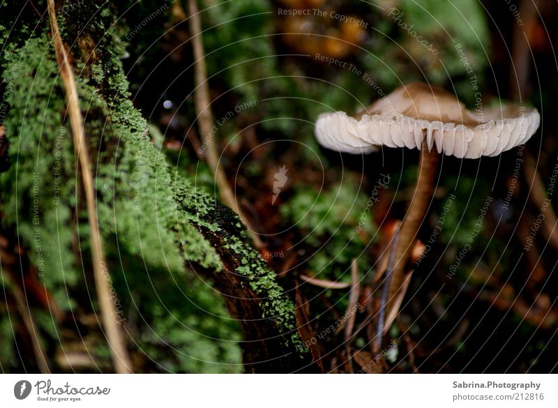 Suppe oder Soße? Gemüse Ernährung Bioprodukte Freizeit & Hobby Umwelt Natur Schönes Wetter Pflanze Nutzpflanze Wildpflanze Sammlung Sammlerstück Holz alt