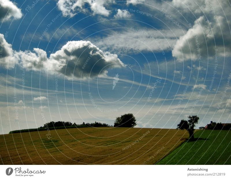 der letzte Sommertag Umwelt Natur Landschaft Pflanze Himmel Wolken Schönes Wetter Baum Gras Sträucher Grünpflanze Wiese Feld Hügel stehen Wachstum hell schön