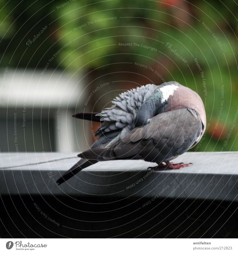 Kopflos Natur Frühling Sommer Tier Taube Flügel Krallen 1 sitzen außergewöhnlich Sauberkeit grau grün verstecken Farbfoto Außenaufnahme Tag Schatten Unschärfe