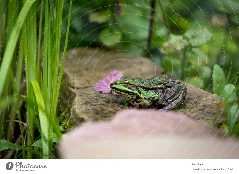 Küss mich Natur Pflanze Tier Sommer Grünpflanze Wildpflanze Teich Frosch 1 Stein beobachten authentisch natürlich positiv schön wild gelb grün rosa Wachsamkeit