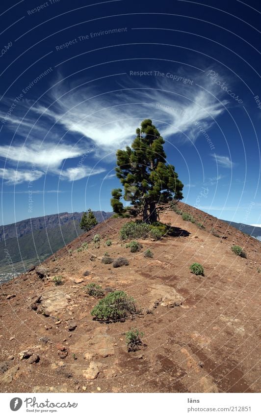 Pico Birigoyo Ferien & Urlaub & Reisen Ausflug Ferne Freiheit Berge u. Gebirge Natur Landschaft Erde Wolken Schönes Wetter Baum Kiefer Hügel Gipfel Vulkanroute