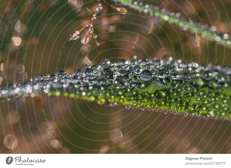 Wassertropfen - Waterdrops Leben Kunst Natur Pflanze Urelemente Frühling Sommer Herbst Winter Schönes Wetter Gras Blatt Wiese Flussufer Garten Herz Kugel