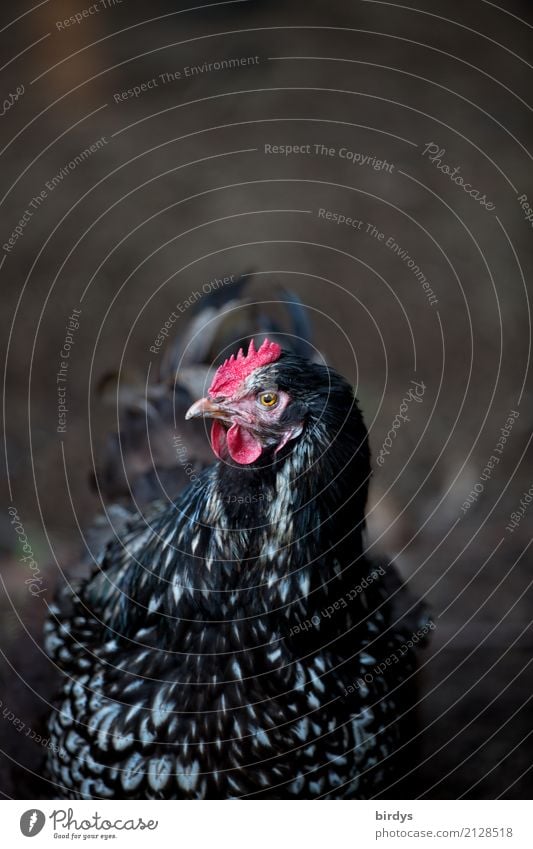 Frischluftfreilandhuhn Landwirtschaft Forstwirtschaft Nutztier Tiergesicht Haushuhn 1 beobachten Blick ästhetisch Freundlichkeit Neugier positiv feminin rot