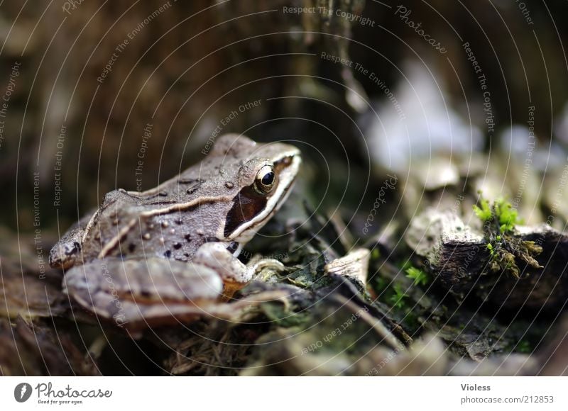 Froschperspektive Natur 1 Tier braun gold Farbfoto Außenaufnahme Makroaufnahme Unschärfe Froschauge Ganzkörperaufnahme bräunlich