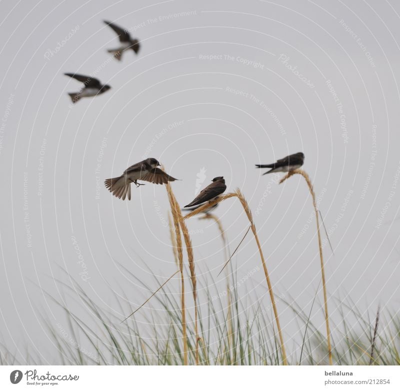 Rück mal ein Stück! Freiheit Sommer Natur Himmel Wolkenloser Himmel Frühling Wetter Schönes Wetter Pflanze Wildpflanze Küste Tier Wildtier Vogel Flügel