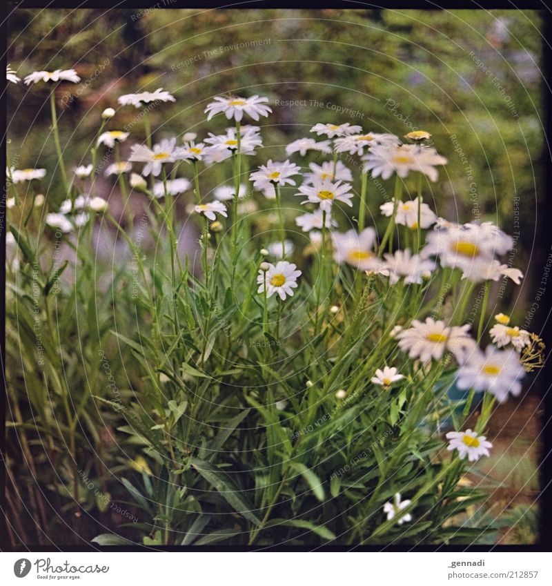 Es grünt so grün Umwelt Natur Pflanze Blume Grünpflanze Margerite Wachstum natürlich natürliche Farbe nachhaltig schön Sommer Frühling Blüte Blühend Farbfoto