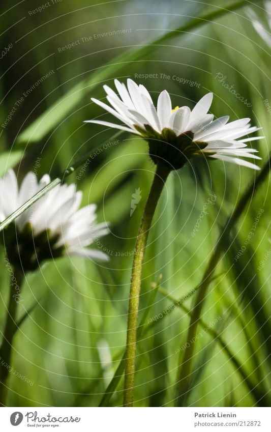 zurück zum Frühling Umwelt Natur Pflanze Erde Schönes Wetter Blume Gras Blüte Grünpflanze Wildpflanze Wiese Gänseblümchen asteracea weiß grün schön ruhig