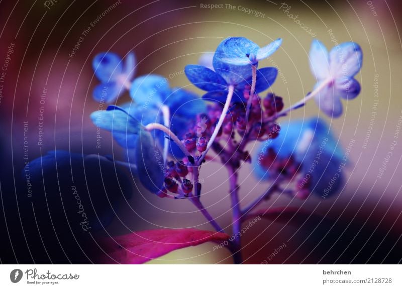 geträumte farben Natur Pflanze Sommer Schönes Wetter Blume Blatt Blüte Hortensie Garten Park Wiese Blühend Duft verblüht Wachstum dunkel schön blau Farbfoto