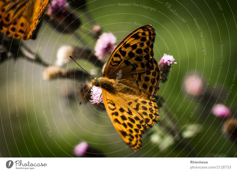 Schmetterling_Sommer Natur Pflanze Sonne Tier 1 fantastisch gelb grün schön Farbfoto Außenaufnahme Makroaufnahme Tag Licht Schatten Sonnenlicht Vogelperspektive