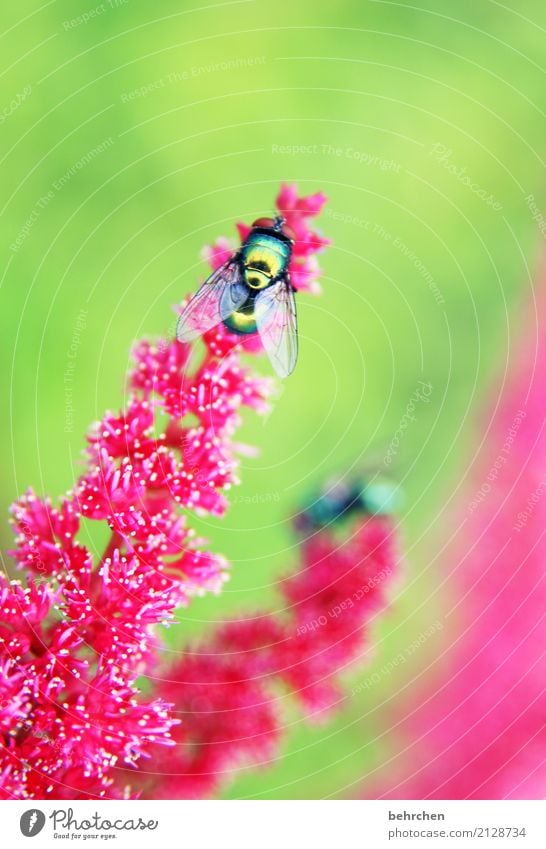 glanzstück Natur Pflanze Tier Sommer Blume Blüte Garten Park Wiese Fliege Flügel 1 beobachten Blühend Duft fliegen Fressen schön grün rosa rot glänzend Farbfoto