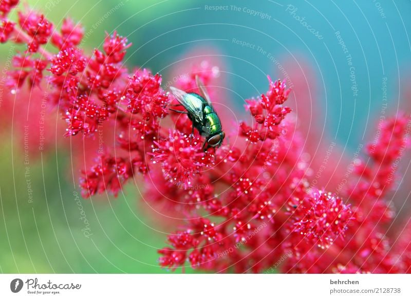 auffallen Natur Pflanze Tier Sommer Blume Blüte Garten Park Wiese Wildtier Fliege Tiergesicht Flügel 1 Blühend Duft fliegen Fressen schön klein leuchten