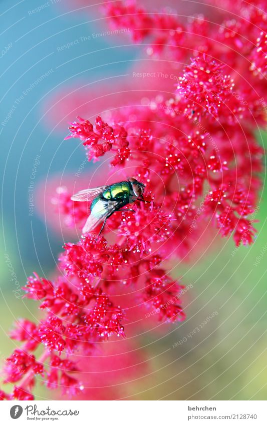 dreifarbigkeit Natur Pflanze Tier Sommer Schönes Wetter Blume Blatt Blüte Garten Park Wiese Wildtier Fliege Tiergesicht Flügel 1 beobachten Blühend Duft fliegen