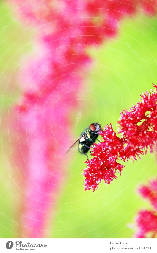 fliegengewicht Natur Pflanze Tier Sommer Schönes Wetter Blume Blüte Garten Park Wiese Wildtier Fliege Tiergesicht Flügel Auge 1 beobachten Blühend Duft Fressen