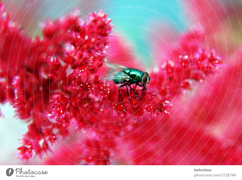 fliege auf spiere Natur Pflanze Tier Sommer Schönes Wetter Blume Blüte Garten Park Wiese Fliege Tiergesicht Flügel 1 beobachten Blühend Duft verblüht Wachstum