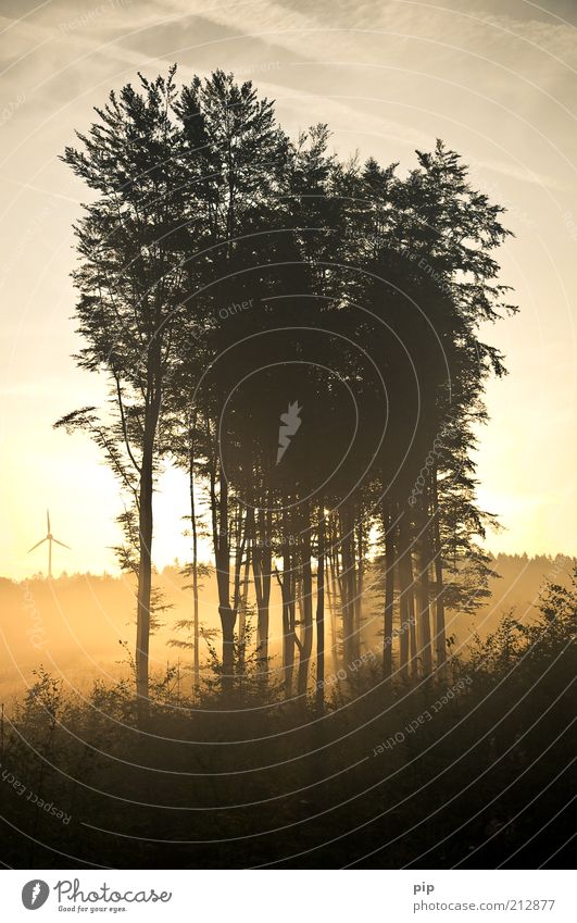 mistery Natur Sommer Herbst Klima Schönes Wetter Nebel Pflanze Wald Wäldchen Abholzung hoch gelb gold ruhig nachhaltig Morgen Unterholz grell Luft