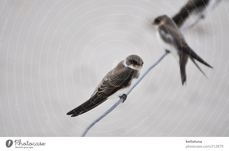 Uferschwalben Natur Tier Wildtier Vogel Flügel Krallen 2 Schwalben Farbfoto Gedeckte Farben Außenaufnahme Tag Nahaufnahme Tierpaar sitzen Feder gefiedert