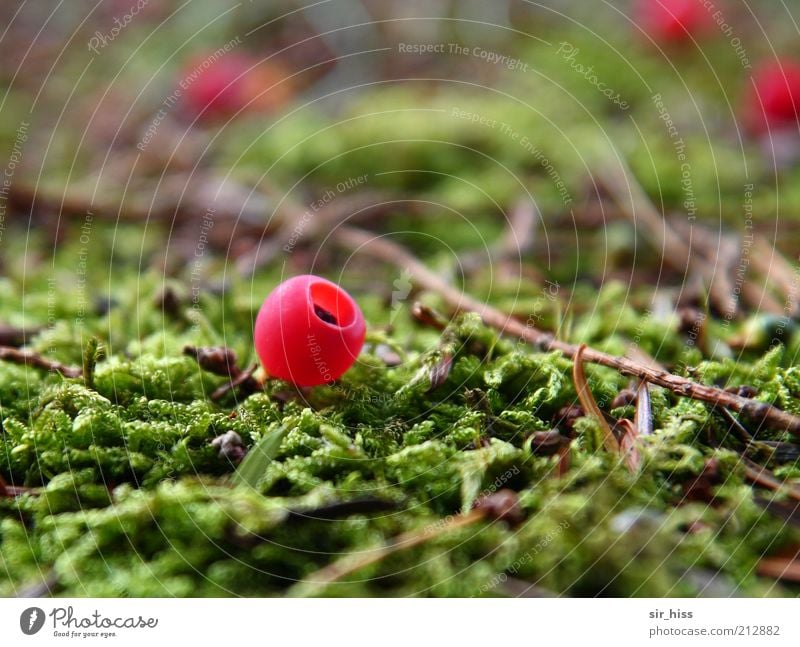 Vaccinium psychedelis Natur Pflanze Moos grün rot Unschärfe einzeln Kranichbeere leuchtende Farben Moosbeere Waldboden Vaccinium macrocarpon Farbfoto mehrfarbig