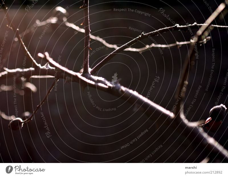 dornig Natur Herbst Winter Pflanze braun Dorn Sonnenlicht Schatten Farbfoto Außenaufnahme Morgendämmerung Dämmerung Unschärfe kahl laublos Zweig