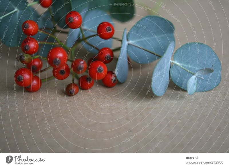 herbstliches Stillleben Natur Pflanze Herbst Sträucher Blatt braun grün rot Beerensträucher arrangiert Vogelbeeren Dekoration & Verzierung Farbfoto