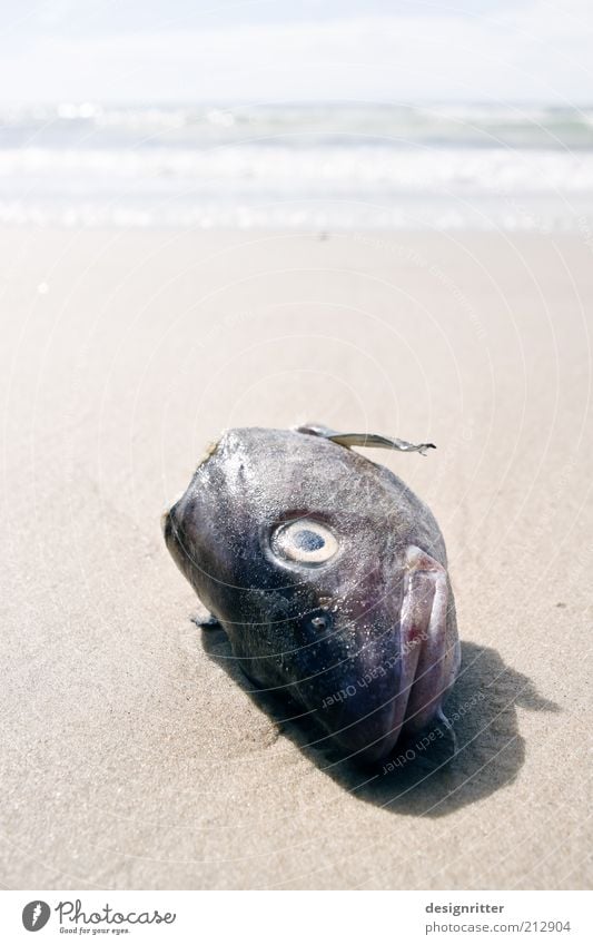 Landung der Fischköppe Ferien & Urlaub & Reisen Ferne Sommer Sommerurlaub Fischereiwirtschaft Strand Nordsee Meer Brandung Tiergesicht Schuppen Kopf Fischkopf