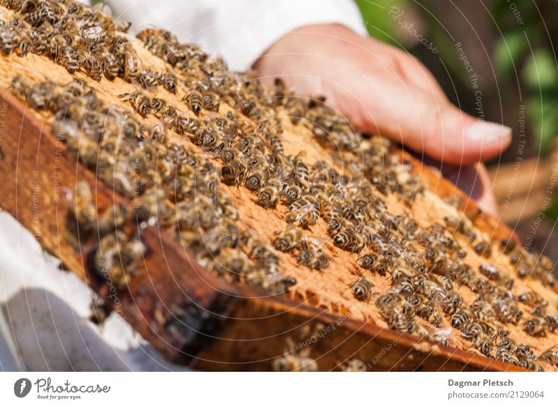 Beim Imker Lebensmittel Dessert Speiseeis Süßwaren Marmelade Ernährung Essen Frühstück Kaffeetrinken Picknick Bioprodukte Vegetarische Ernährung Diät Fasten