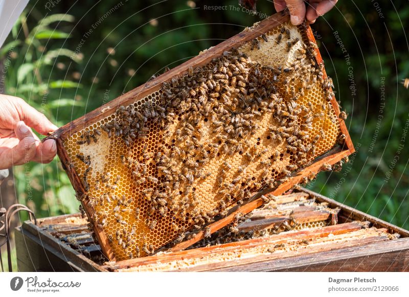 Bienewabe Tier Nutztier Wildtier Tiergruppe Schwarm Gesundheit gelb gold Energie genießen Gesundheitswesen Farbfoto Gedeckte Farben Außenaufnahme Nahaufnahme