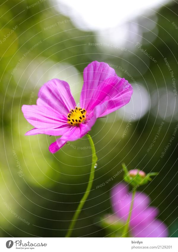 Flowerpower Natur Pflanze Sommer Schönes Wetter Blume Blüte Garten Blühend Duft ästhetisch Freundlichkeit positiv schön gelb grün rosa weiß Farbe Idylle