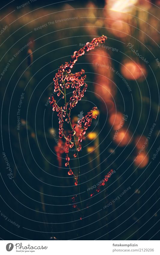 Sauerampfer Samenstand im Licht sauerampfer Wiesenpflanzen Natur Kräuter Sommer Wiesenblume Wiesenkraut leuchten Stimmung Kräuter & Gewürze Frühlingsgefühle