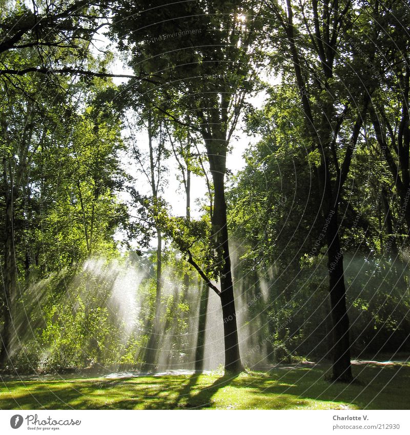 Wasserstrahlen Umwelt Natur Pflanze Sonnenlicht Sommer Schönes Wetter Baum Gras Sträucher Park leuchten grün ruhig hell Lichteinfall Idylle hellgrün