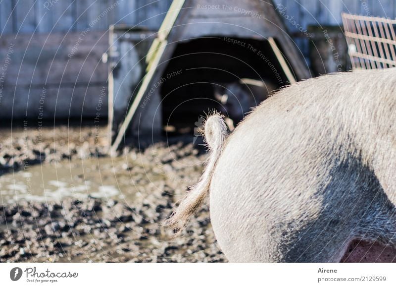 Ringelei II Landwirtschaft Forstwirtschaft Viehzucht Bauernhof Schlamm Schlammbad Hütte Tier Haustier Nutztier Schwein Hausschwein Schinken Hinterteil Schwanz 2