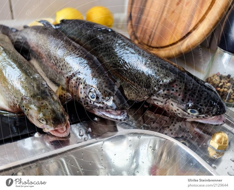 Frischer Fisch 2 Lebensmittel Kräuter & Gewürze Forelle Ernährung Schalen & Schüsseln Küche Essen Wildtier Totes Tier 3 liegen natürlich Sauberkeit Vorfreude